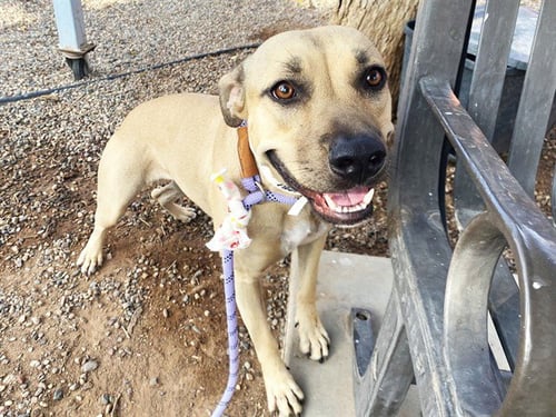 MARACA - American Pit Bull Terrier available for adoption