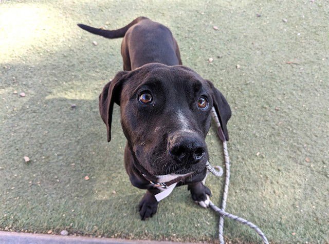 HOT DOG - Dachshund available for adoption