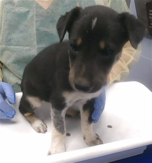 MR BUNS - German Shepherd Dog available for adoption