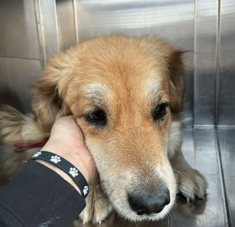 SUKI - Golden Retriever available for adoption