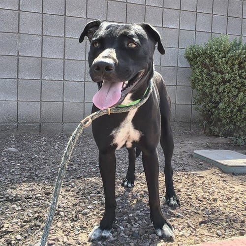 MOONPIE - Labrador Retriever / American Pit Bull Terrier available for adoption