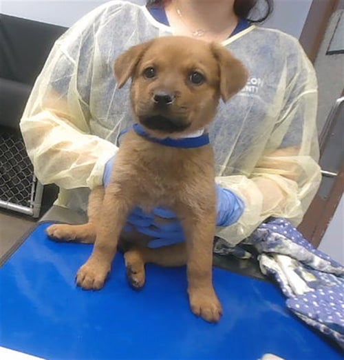 TESSA - Mastiff available for adoption