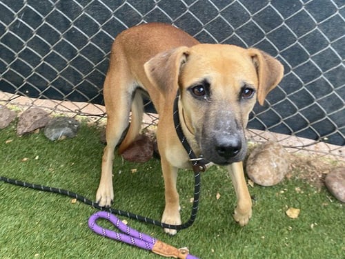 NUTELLA - Labrador Retriever available for adoption