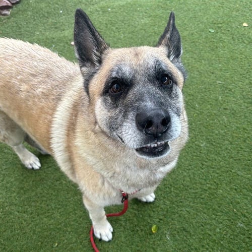 SAM - German Shepherd Dog available for adoption