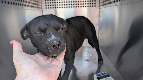 LOVE BUG - American Pit Bull Terrier / French Bulldog available for adoption