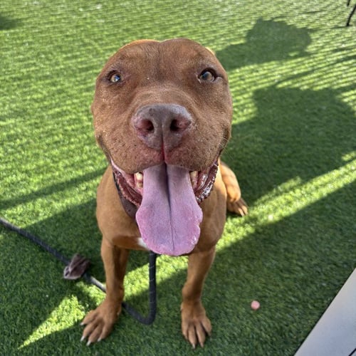 SMILEY - American Pit Bull Terrier available for adoption