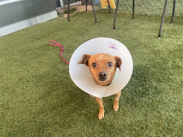 SPRITE - Chihuahua available for adoption