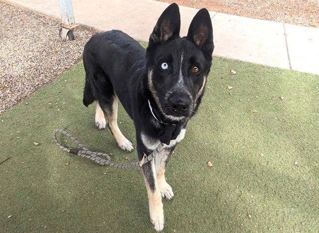 KEANU - Siberian Husky / German Shepherd Dog available for adoption