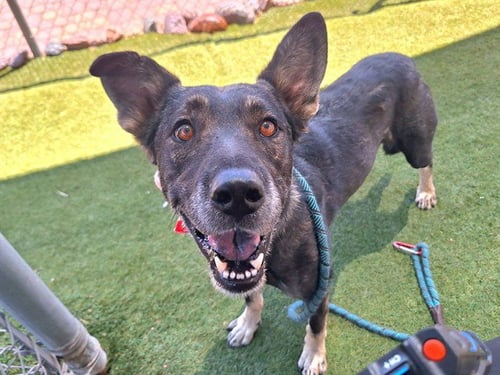BANANA SPLIT - German Shepherd Dog available for adoption