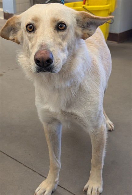 SHELBY - German Shepherd Dog available for adoption