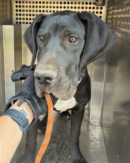 TOBY - Great Dane available for adoption