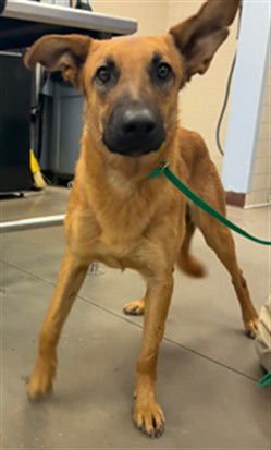 BRUCE - German Shepherd Dog available for adoption