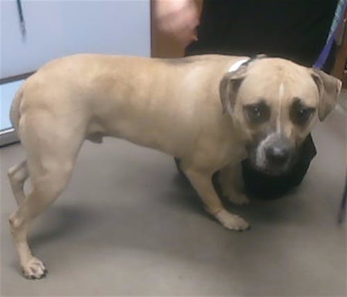 POTATO - American Pit Bull Terrier available for adoption