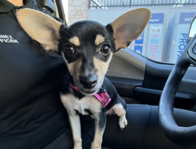 PHOEBE - Rat Terrier available for adoption