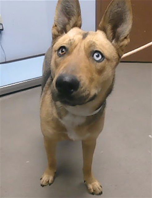 SALSA - German Shepherd Dog available for adoption