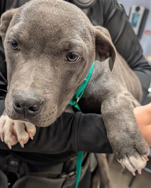 PRINCE - American Pit Bull Terrier available for adoption