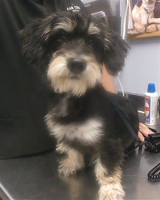 CHARLIE - Scottish Terrier Scottie available for adoption