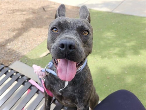 MARNIE - French Bulldog / American Pit Bull Terrier available for adoption