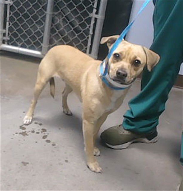 BALLOON - Chihuahua available for adoption