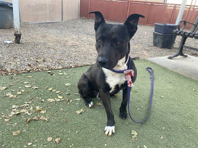 SOLOVINO - American Pit Bull Terrier available for adoption