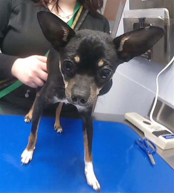 TUXEDO - Chihuahua available for adoption