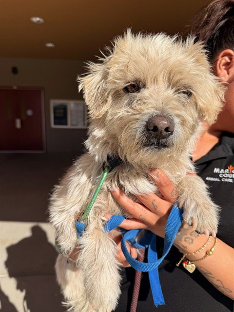 LUNCH BOX - Cairn Terrier available for adoption