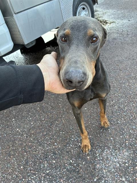 ANGUS - Doberman Pinscher available for adoption
