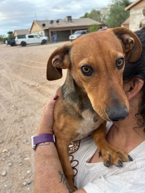 BANANA - Dachshund available for adoption