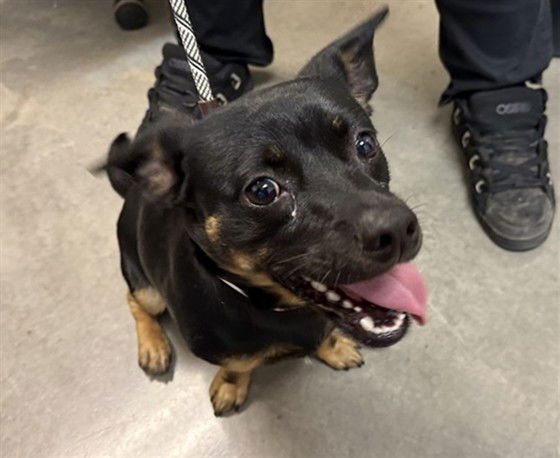 SPEEDY - Dachshund available for adoption