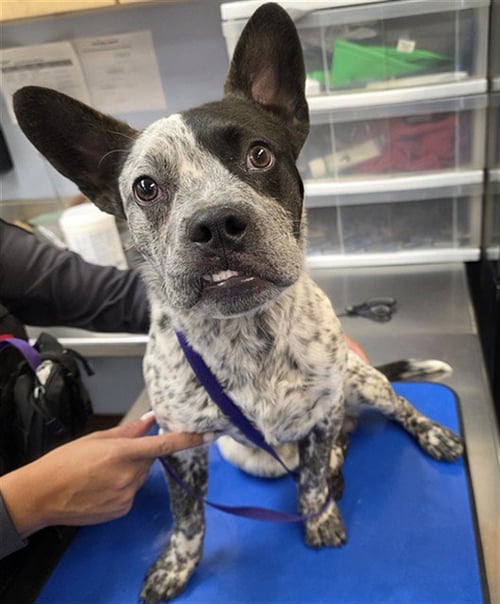 CRISP - Queensland Heeler / French Bulldog available for adoption