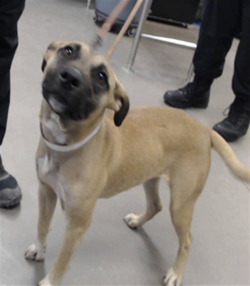 WAFFLE - American Pit Bull Terrier available for adoption
