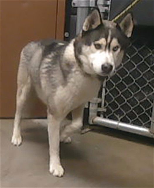 ROBOT - Siberian Husky available for adoption