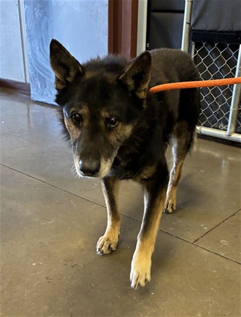 HORACE - German Shepherd Dog available for adoption