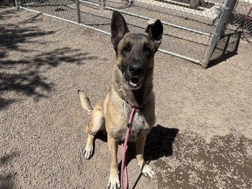 SEAMUS - German Shepherd Dog available for adoption