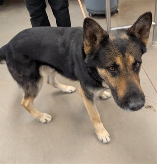 FLIP - German Shepherd Dog available for adoption