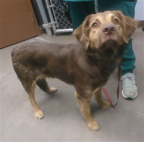 PALOMA - Australian Shepherd / Labrador Retriever available for adoption