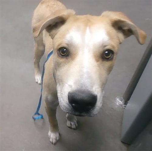 APOLLO - Labrador Retriever available for adoption