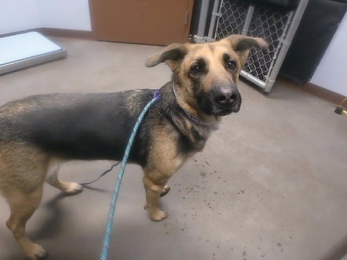 HOLIDAY - German Shepherd Dog available for adoption