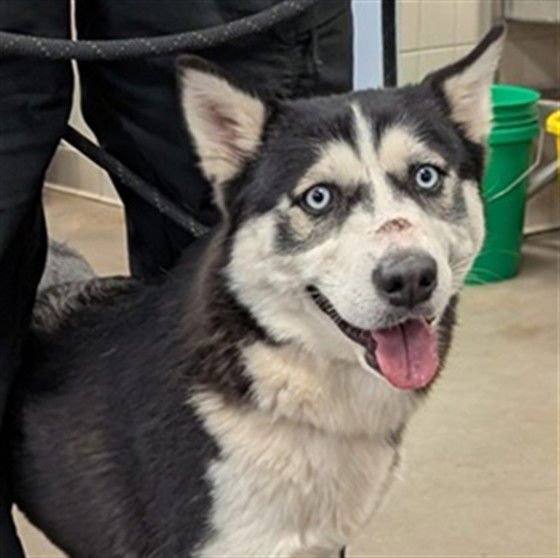ASPEN - Husky available for adoption