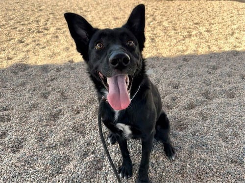 ASH - German Shepherd Dog available for adoption