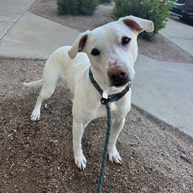 ELSA - American Pit Bull Terrier available for adoption