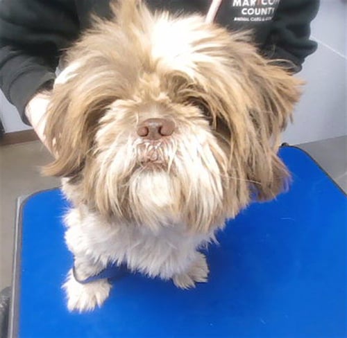 CHEESE - Shih Tzu available for adoption
