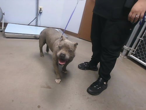 ROSE - American Pit Bull Terrier available for adoption