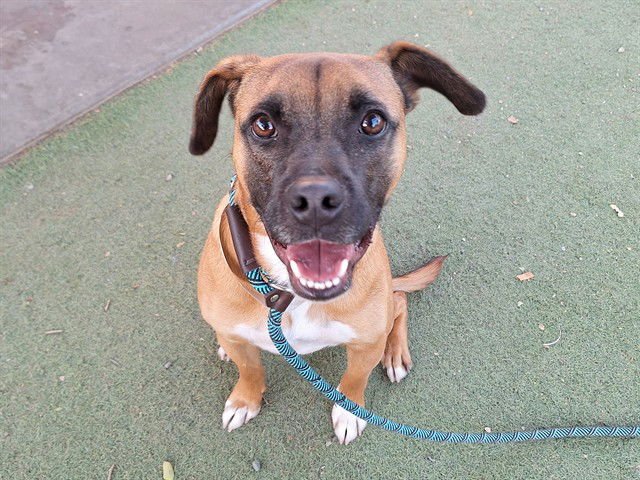 LALO - German Shepherd Dog available for adoption