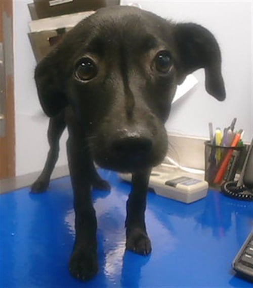 HUBCAP - Labrador Retriever available for adoption