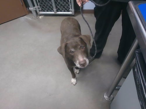 GERTIE - Labrador Retriever available for adoption