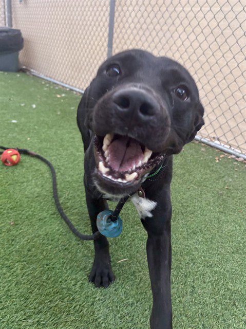 PACMAN - American Pit Bull Terrier available for adoption