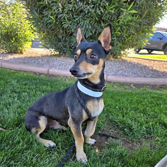 RUFUS - Chihuahua available for adoption