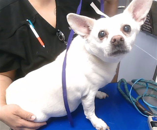 PEPPER - Chihuahua available for adoption