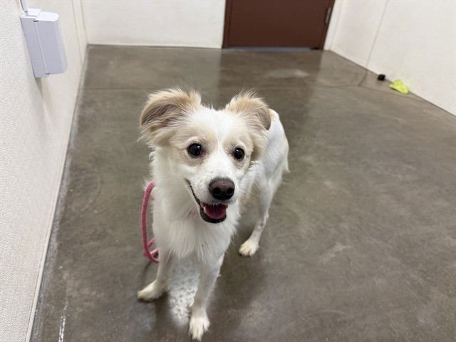 PIERRE - Papillon available for adoption